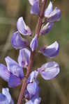 Sundial lupine